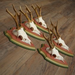 Cuernos de corzo, 20 unidades, corzos machos, cuernos de corzo macho, placas trofeo talladas 22.1350