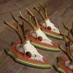 Cuernos de corzo, 20 unidades, corzos machos, cuernos de corzo macho, placas trofeo talladas 22.1350