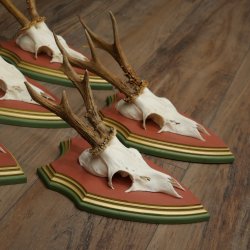 Cuernos de corzo, 20 unidades, corzos machos, cuernos de corzo macho, placas trofeo talladas 22.1350