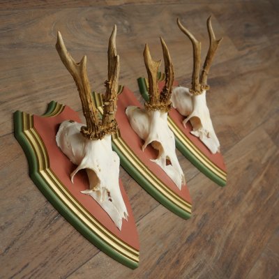 Reehoorns 20 stuks reebokken Reebokkenhoorns gesneden trofeeënborden 22.1350