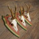 Reehoorns 20 stuks reebokken Reebokkenhoorns gesneden trofeeënborden 22.1350