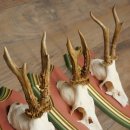 Reehoorns 20 stuks reebokken Reebokkenhoorns gesneden trofeeënborden 22.1350