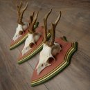 Reehoorns 20 stuks reebokken Reebokkenhoorns gesneden trofeeënborden 22.1350