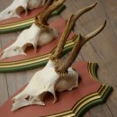 Reehoorns 20 stuks reebokken Reebokkenhoorns gesneden trofeeënborden 22.1350