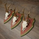 Reehoorns 20 stuks reebokken Reebokkenhoorns gesneden trofeeënborden 22.1350