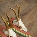 Reehoorns 20 stuks reebokken Reebokkenhoorns gesneden trofeeënborden 22.1350