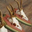 Reehoorns 20 stuks reebokken Reebokkenhoorns gesneden trofeeënborden 22.1350