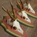 Reehoorns 20 stuks reebokken Reebokkenhoorns gesneden trofeeënborden 22.1350