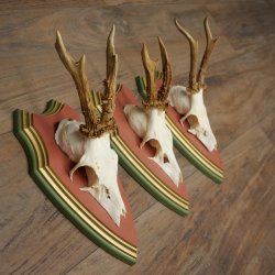 Reehoorns 20 stuks reebokken Reebokkenhoorns gesneden trofeeënborden 22.1350