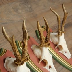 Reehoorns 20 stuks reebokken Reebokkenhoorns gesneden trofeeënborden 22.1350