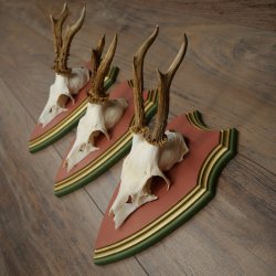 Reehoorns 20 stuks reebokken Reebokkenhoorns gesneden trofeeënborden 22.1350