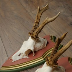 Reehoorns 20 stuks reebokken Reebokkenhoorns gesneden trofeeënborden 22.1350