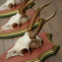 Reehoorns 20 stuks reebokken Reebokkenhoorns gesneden trofeeënborden 22.1350