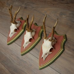 Reehoorns 20 stuks reebokken Reebokkenhoorns gesneden trofeeënborden 22.1350