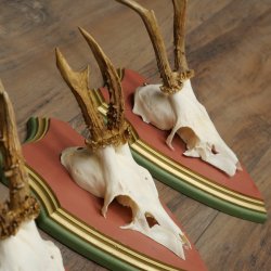 Reehoorns 20 stuks reebokken Reebokkenhoorns gesneden trofeeënborden 22.1350