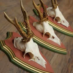 Reehoorns 20 stuks reebokken Reebokkenhoorns gesneden trofeeënborden 22.1350