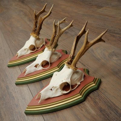 Deer antlers, 20 pieces, roe deer bucks, deer buck antlers, carved trophy signs 22.1350