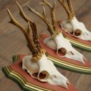 Deer antlers, 20 pieces, roe deer bucks, deer buck antlers, carved trophy signs 22.1350