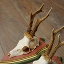Deer antlers, 20 pieces, roe deer bucks, deer buck antlers, carved trophy signs 22.1350