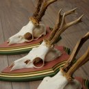 Deer antlers, 20 pieces, roe deer bucks, deer buck antlers, carved trophy signs 22.1350