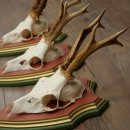 Deer antlers, 20 pieces, roe deer bucks, deer buck antlers, carved trophy signs 22.1350