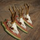 Deer antlers, 20 pieces, roe deer bucks, deer buck antlers, carved trophy signs 22.1350