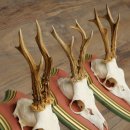 Deer antlers, 20 pieces, roe deer bucks, deer buck antlers, carved trophy signs 22.1350