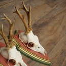 Deer antlers, 20 pieces, roe deer bucks, deer buck antlers, carved trophy signs 22.1350