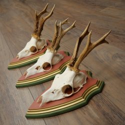 Deer antlers, 20 pieces, roe deer bucks, deer buck antlers, carved trophy signs 22.1350
