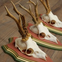Deer antlers, 20 pieces, roe deer bucks, deer buck antlers, carved trophy signs 22.1350