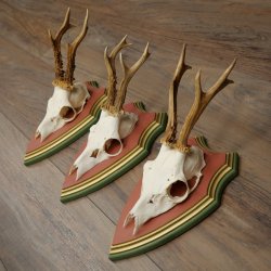 Deer antlers, 20 pieces, roe deer bucks, deer buck antlers, carved trophy signs 22.1350
