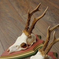 Deer antlers, 20 pieces, roe deer bucks, deer buck antlers, carved trophy signs 22.1350