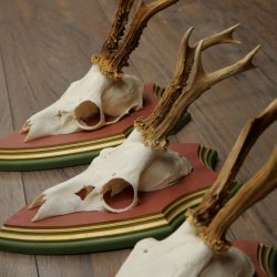 Deer antlers, 20 pieces, roe deer bucks, deer buck antlers, carved trophy signs 22.1350