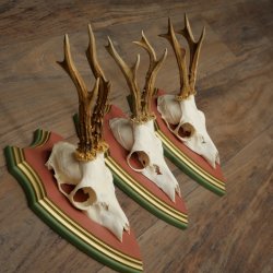 Deer antlers, 20 pieces, roe deer bucks, deer buck antlers, carved trophy signs 22.1350