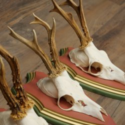 Deer antlers, 20 pieces, roe deer bucks, deer buck antlers, carved trophy signs 22.1350
