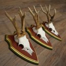Deer antlers, 20 pieces, roe deer bucks, deer buck...