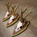 Deer antlers, 20 pieces, roe deer bucks, deer buck antlers, carved trophy signs 22.1350