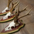 Deer antlers, 20 pieces, roe deer bucks, deer buck antlers, carved trophy signs 22.1350