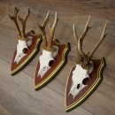 Deer antlers, 20 pieces, roe deer bucks, deer buck antlers, carved trophy signs 22.1350