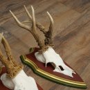 Deer antlers, 20 pieces, roe deer bucks, deer buck antlers, carved trophy signs 22.1350