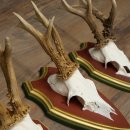 Deer antlers, 20 pieces, roe deer bucks, deer buck antlers, carved trophy signs 22.1350