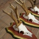 Deer antlers, 20 pieces, roe deer bucks, deer buck antlers, carved trophy signs 22.1350