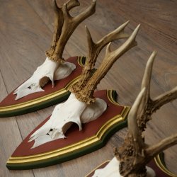 Deer antlers, 20 pieces, roe deer bucks, deer buck antlers, carved trophy signs 22.1350