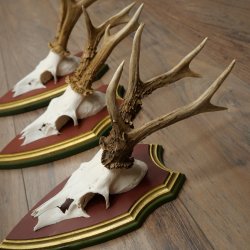 Deer antlers, 20 pieces, roe deer bucks, deer buck antlers, carved trophy signs 22.1350