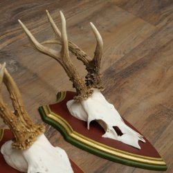 Deer antlers, 20 pieces, roe deer bucks, deer buck antlers, carved trophy signs 22.1350