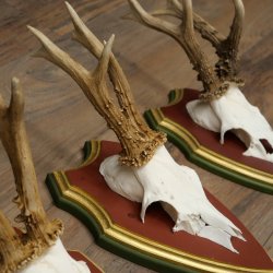 Deer antlers, 20 pieces, roe deer bucks, deer buck antlers, carved trophy signs 22.1350