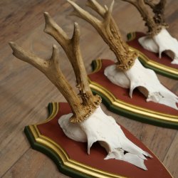 Deer antlers, 20 pieces, roe deer bucks, deer buck antlers, carved trophy signs 22.1350