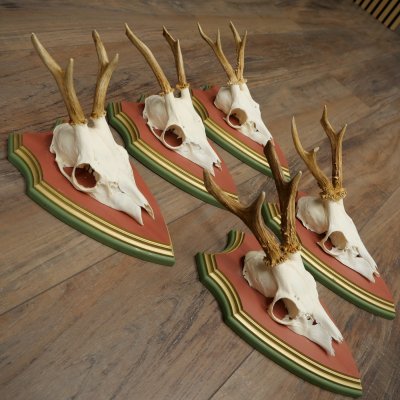 Deer antlers, 20 pieces, roe deer bucks, deer buck antlers, carved trophy signs 22.1350
