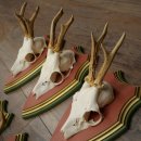 Deer antlers, 20 pieces, roe deer bucks, deer buck antlers, carved trophy signs 22.1350