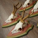 Deer antlers, 20 pieces, roe deer bucks, deer buck antlers, carved trophy signs 22.1350